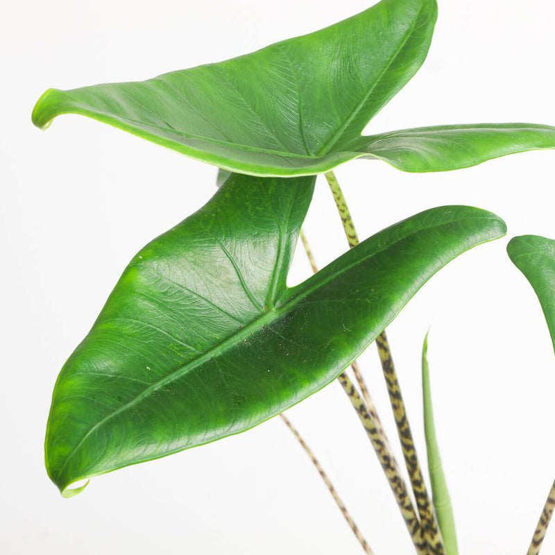 Imperfect Alocasia Zebrina Plants GrowTropicals