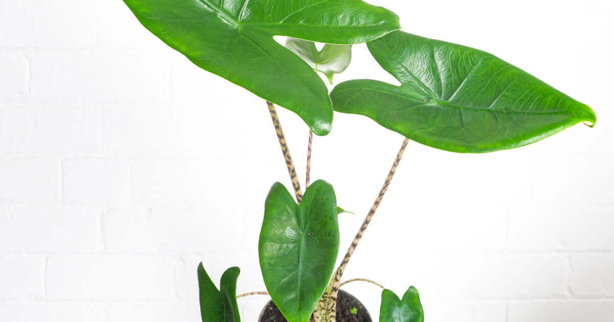 Alocasia Zebrina