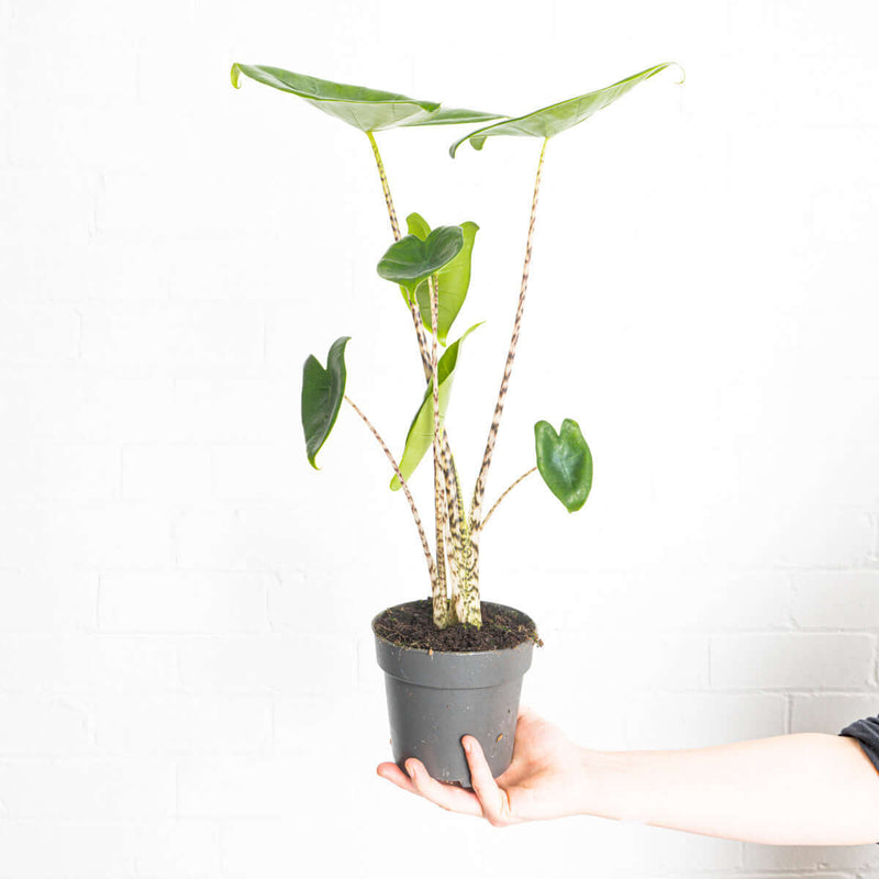 Imperfect Alocasia Zebrina — 14cm