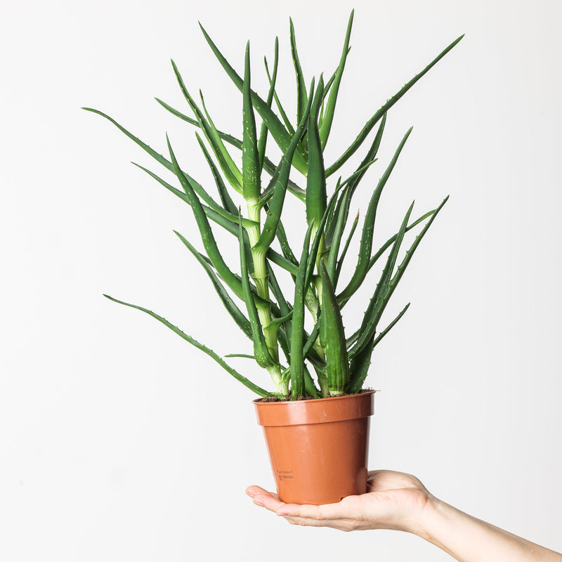 Aloe kedongensis 12cm Plants GrowTropicals