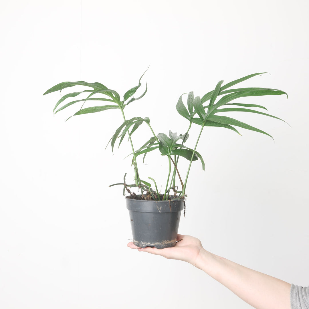 Amydrium zippelianum Plants GrowTropicals