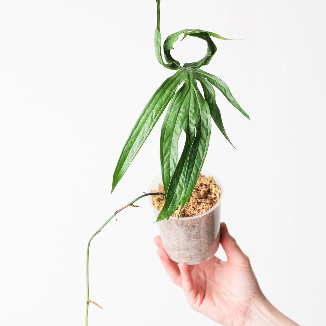 anthurium zippelianum Amydrium zippelianum | Plants