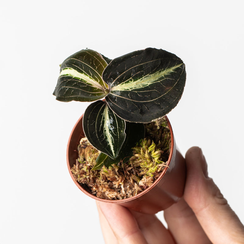 Anoectochillus leyli Green Plants GrowTropicals