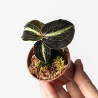 Anoectochillus leyli Green