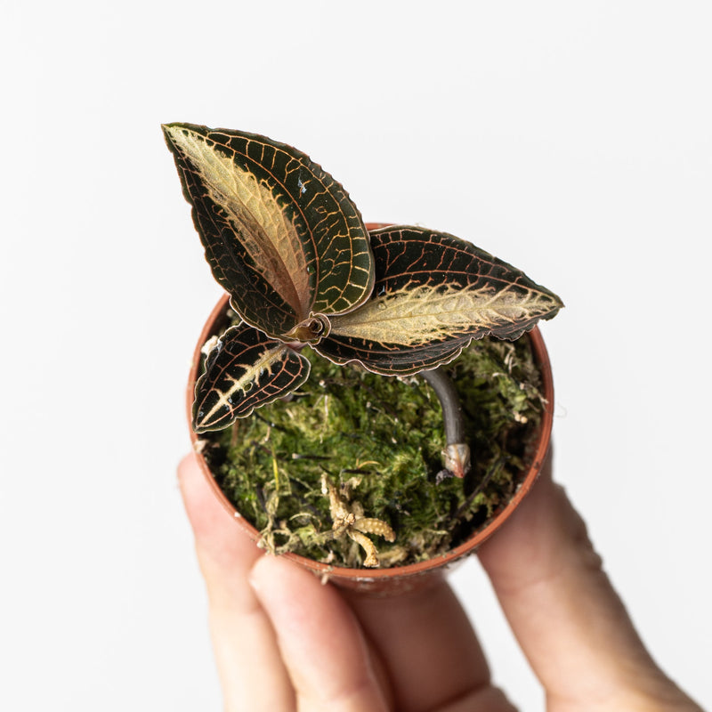 Anoectochillus roxburghii Plants GrowTropicals