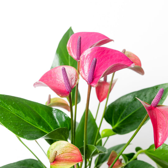 Anthurium andraeanum 'Pure Purple' Plants GrowTropicals