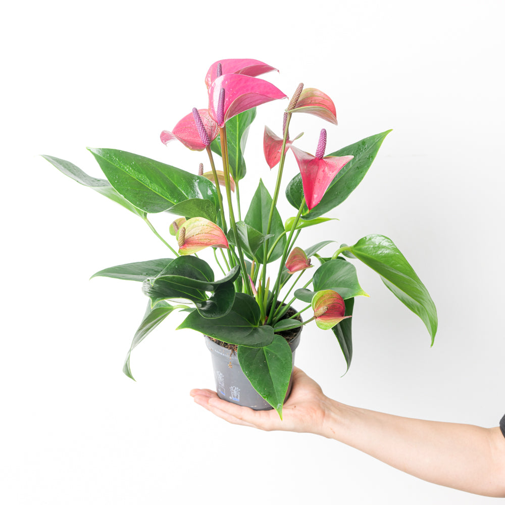anthurium andraeanum purple Anthurium andraeanum 'Pure Purple' | Plants