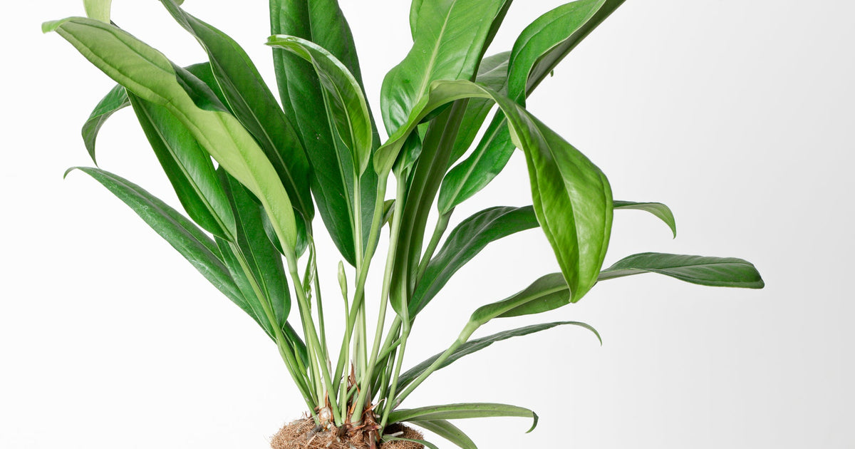 anthurium bakeri Anthurium bakeri | Plants