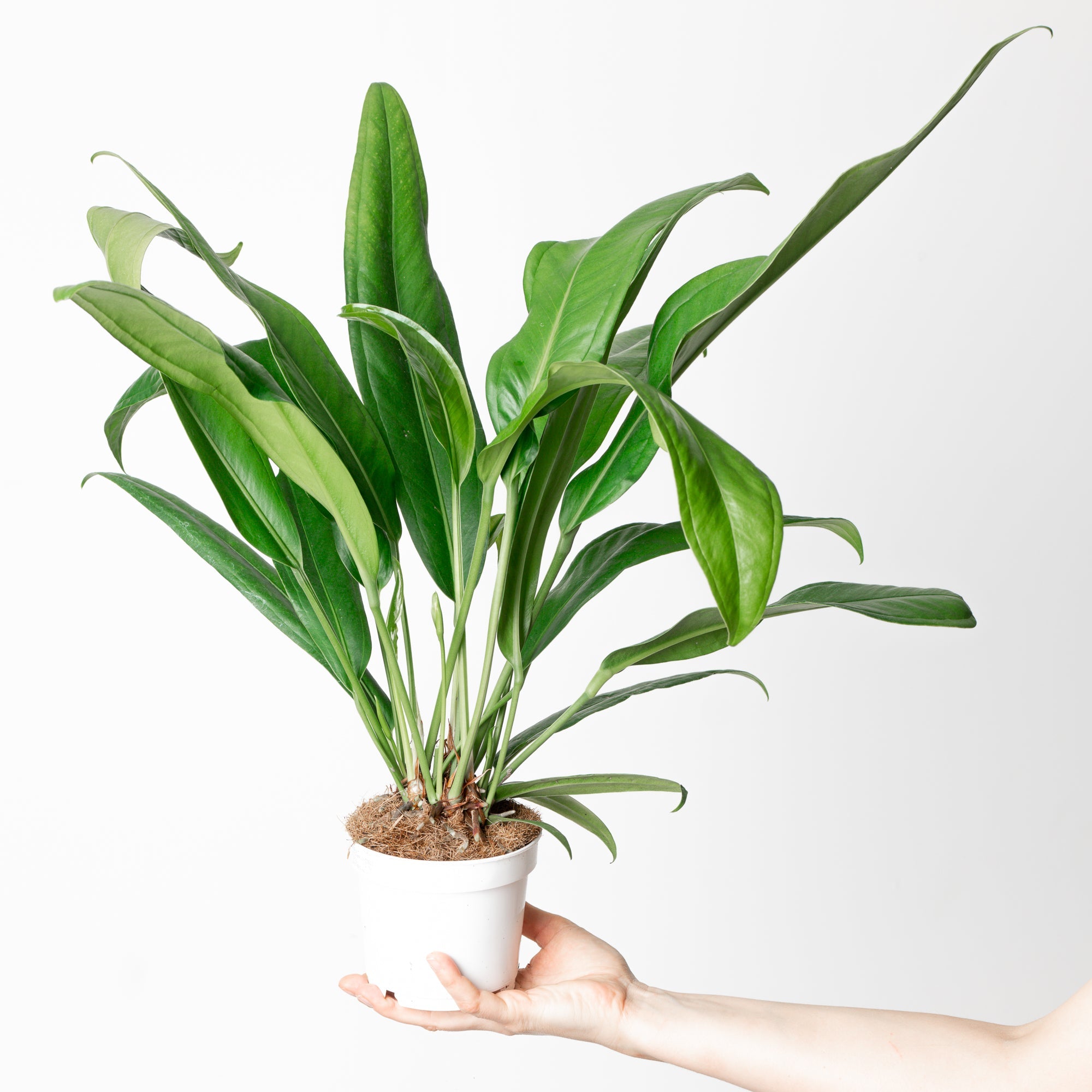 anthurium bakeri x crystallinum Anthurium bakeri | Plants