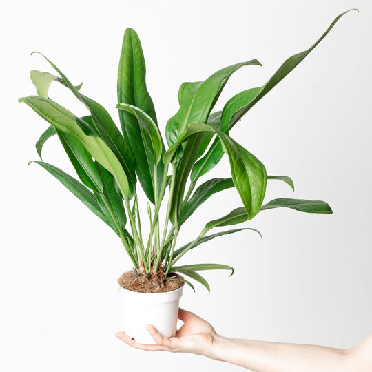 Anthurium bakeri Plants GrowTropicals