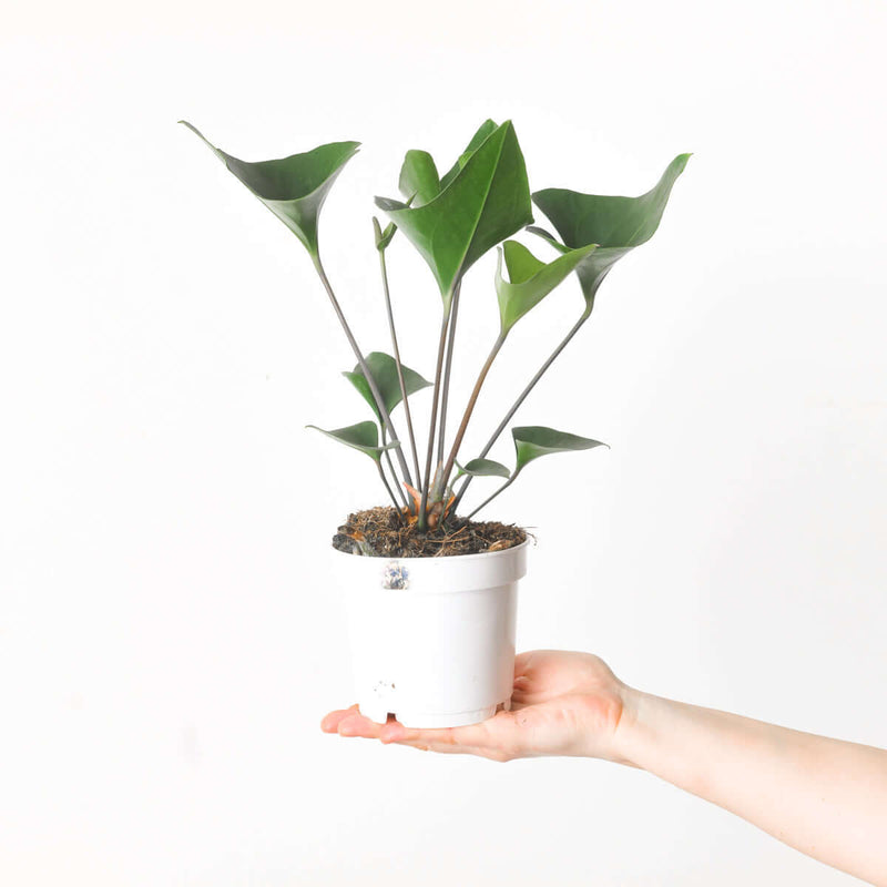 Anthurium cf. cerrobaulense Plants GrowTropicals