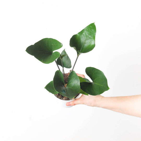 Anthurium cf. cerrobaulense 12cm Plants GrowTropicals