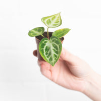 Anthurium crystallinum 'Silver Blush'