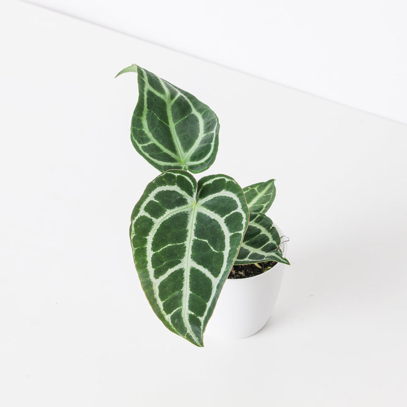 Anthurium Crystallinum 'Super Silver' Plants GrowTropicals
