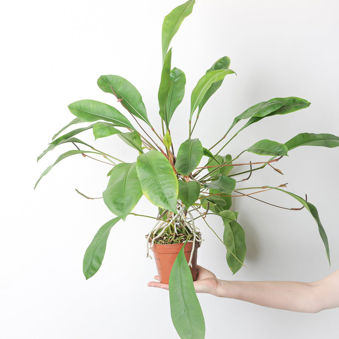 easiest anthurium Anthurium Gracile | Plants