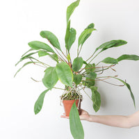 Anthurium Gracile