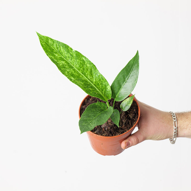 Anthurium hookeri — 12cm