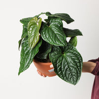 Anthurium radicans x luxurians