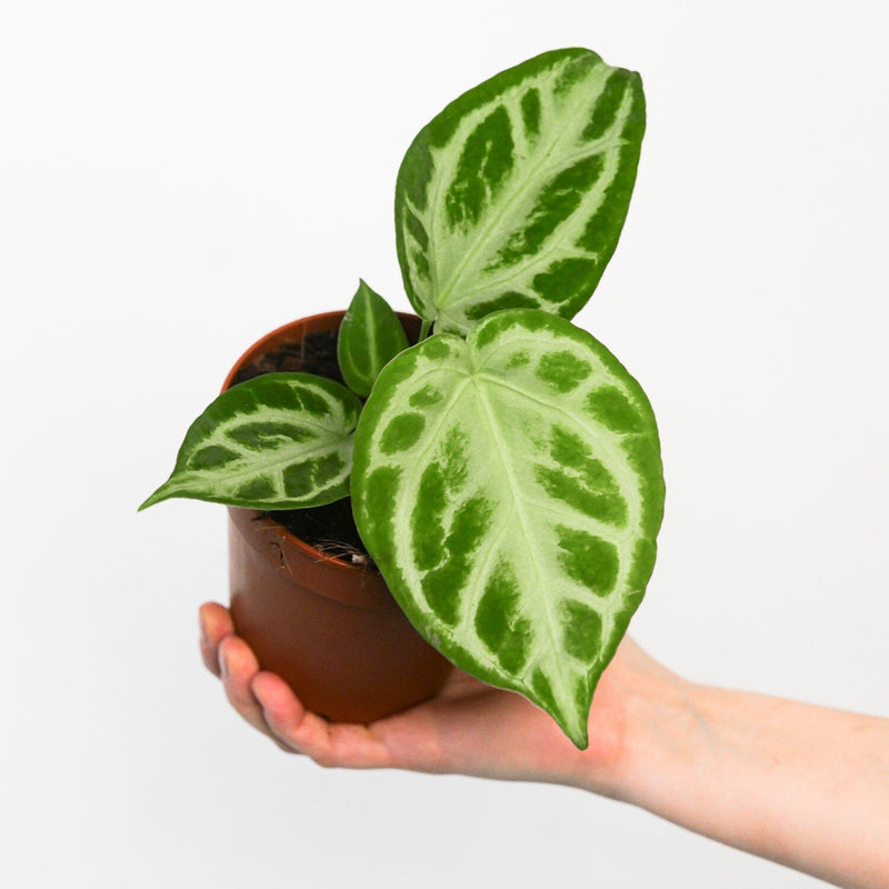 Imperfect Anthurium 'Silver Blush' Plants GrowTropicals
