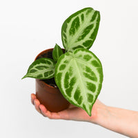 Anthurium 'Silver Blush'