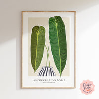 Anthurium Veitchii Art Print