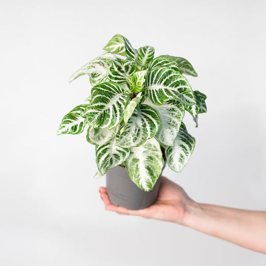 Aphelandra squarrosa 'Curly White' Plants GrowTropicals