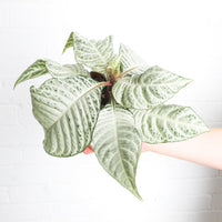Aphelandra 'White Wash'