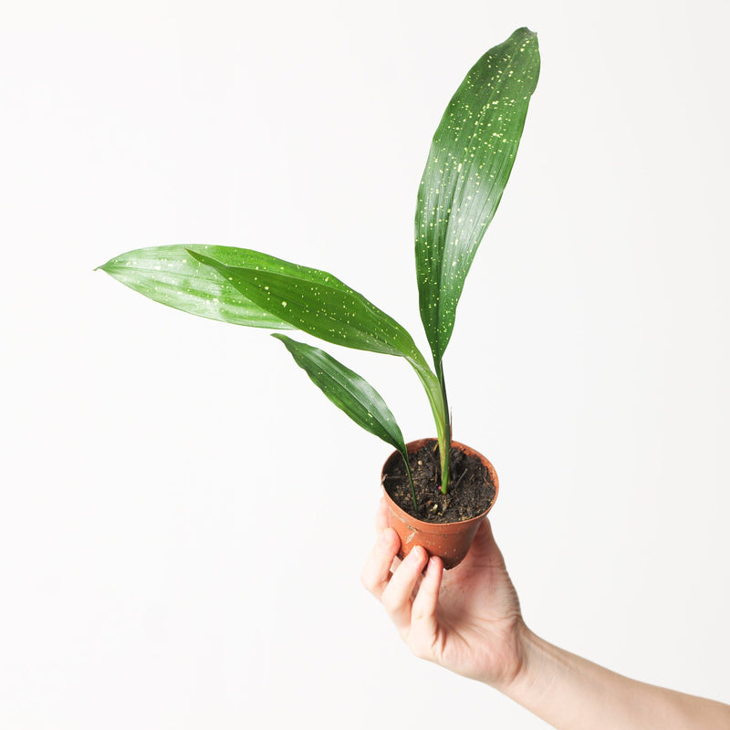 Aspidistra elatior 'Milky Way' — 9cm