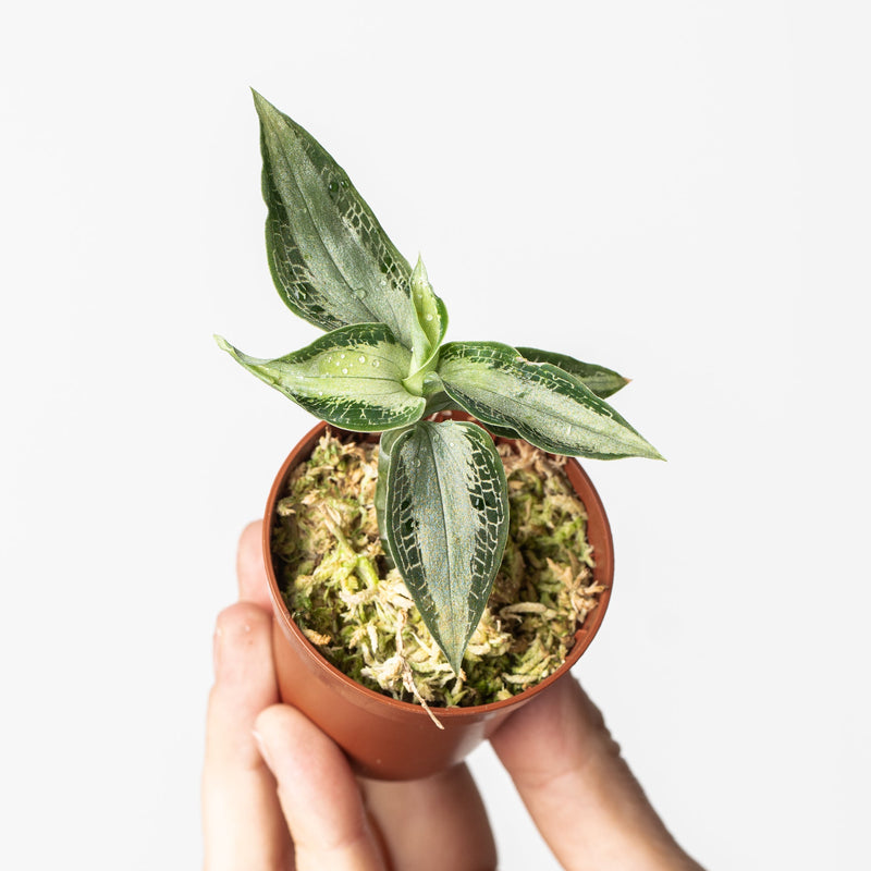 Aspidogyne argentea Plants GrowTropicals