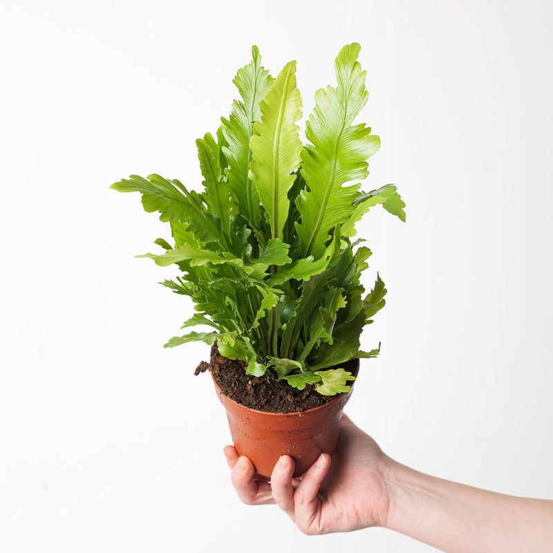 Asplenium nidus 'Campio' Plants GrowTropicals
