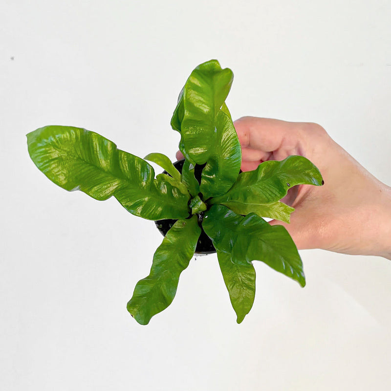 Asplenium nidus 'Crispy Wave' — 6cm