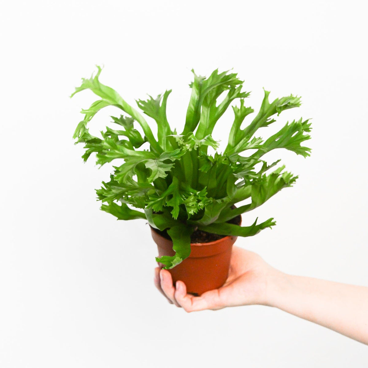 Asplenium nidus 'Crissie' | Plants