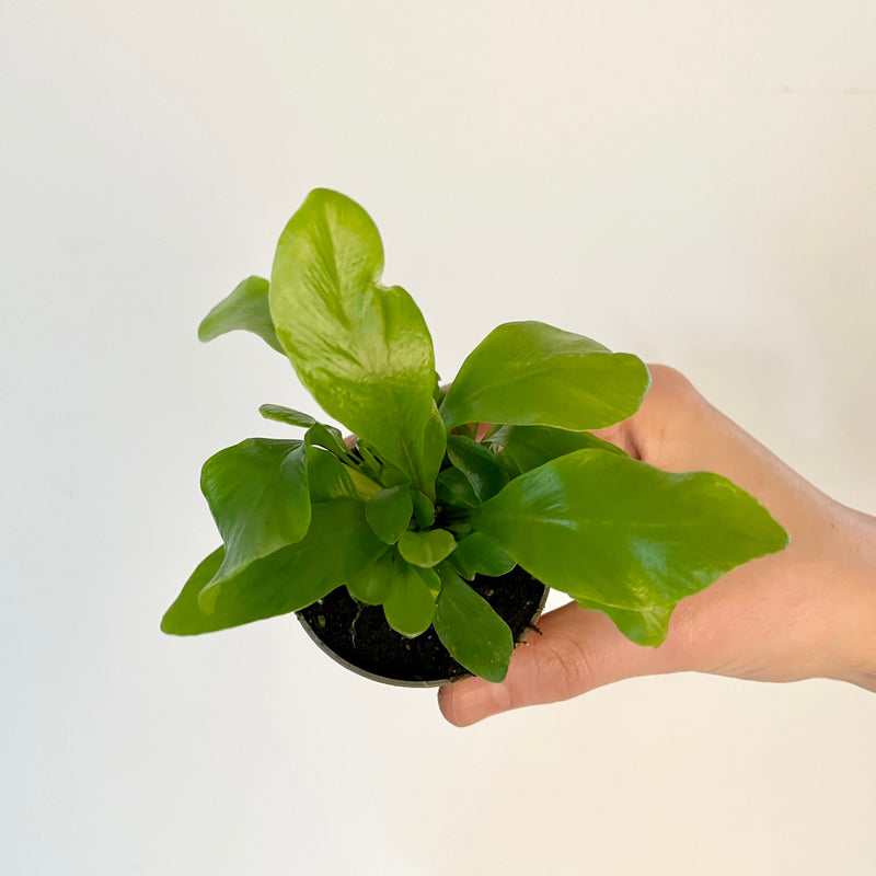 Asplenium nidus Plants GrowTropicals
