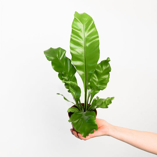 Asplenium nidus 12cm Plants GrowTropicals