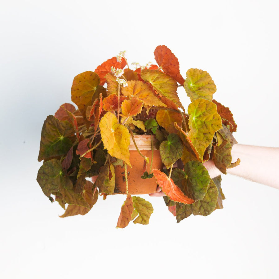Begonia 'Autumn Ember' - GROW TROPICALS