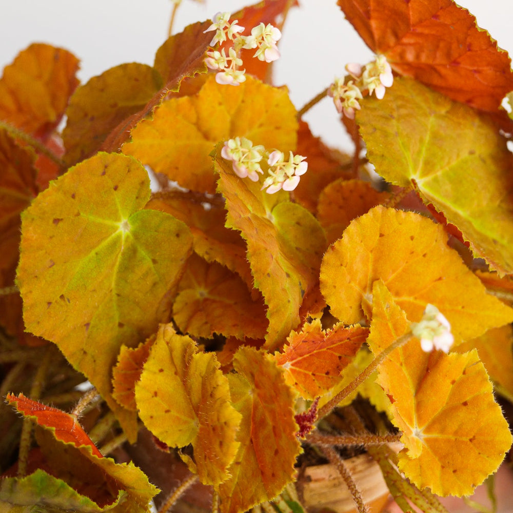 Begonia 'Autumn Ember' - GROW TROPICALS