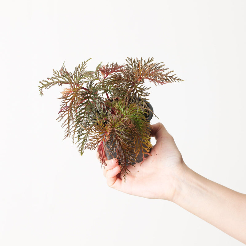 Begonia bipinnatifida Plants GrowTropicals