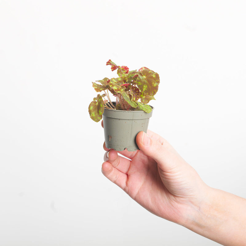 Begonia bowerae 'Tiger' — 6cm