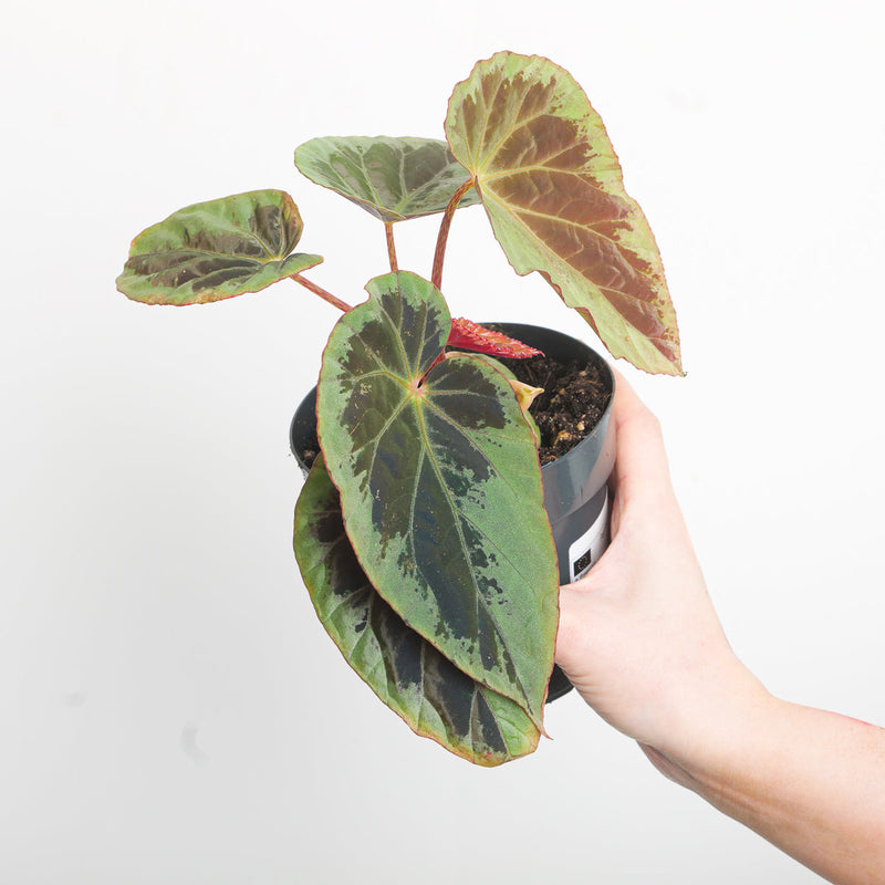 Begonia burkillii 'Silver Edge' Plants GrowTropicals
