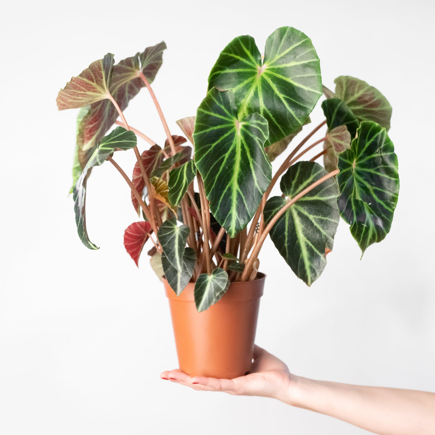 Begonia chingipengii – GROW TROPICALS