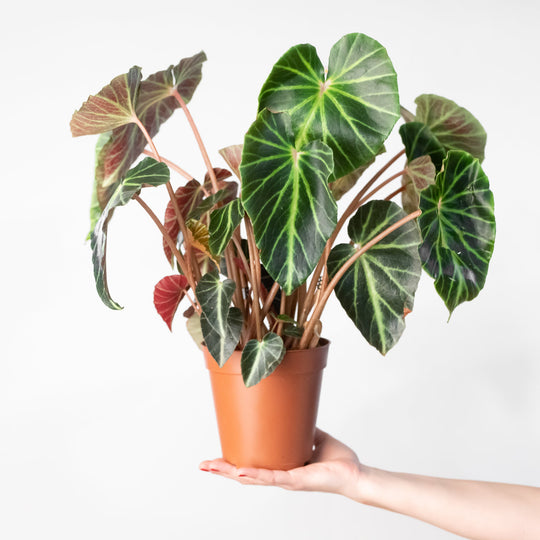 Begonia chingipengii Plants GrowTropicals