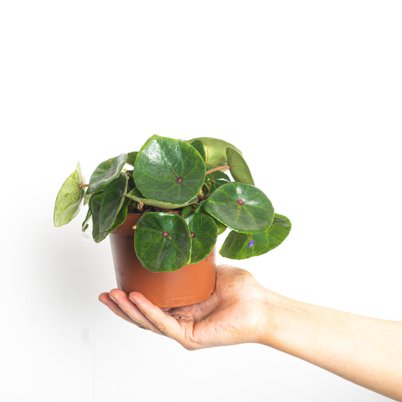 Begonia conchifolia var. rubrimacula 12cm Plants GrowTropicals