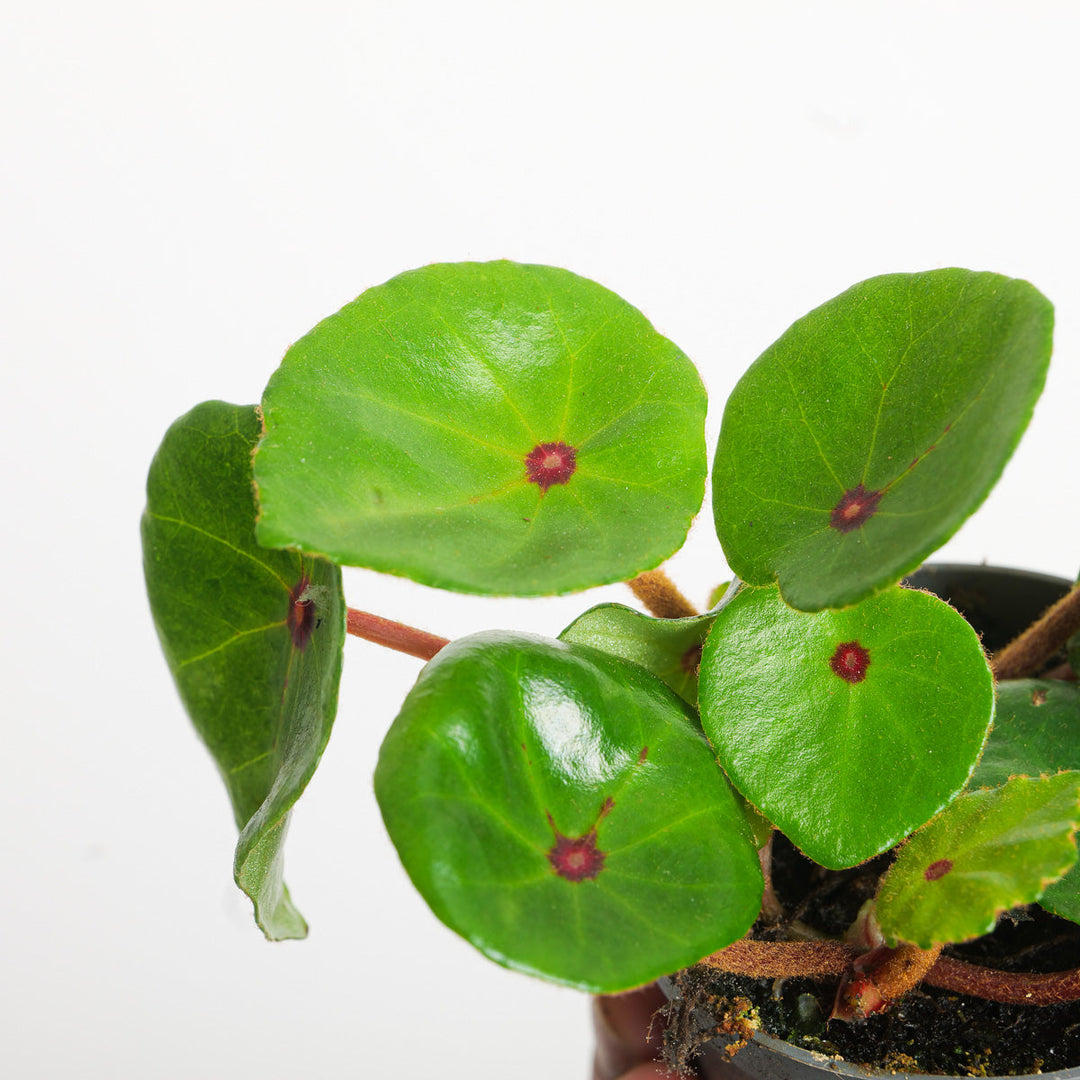 Begonia conchifolia var. rubrimacula Plants GrowTropicals
