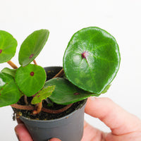 Begonia conchifolia var. rubrimacula