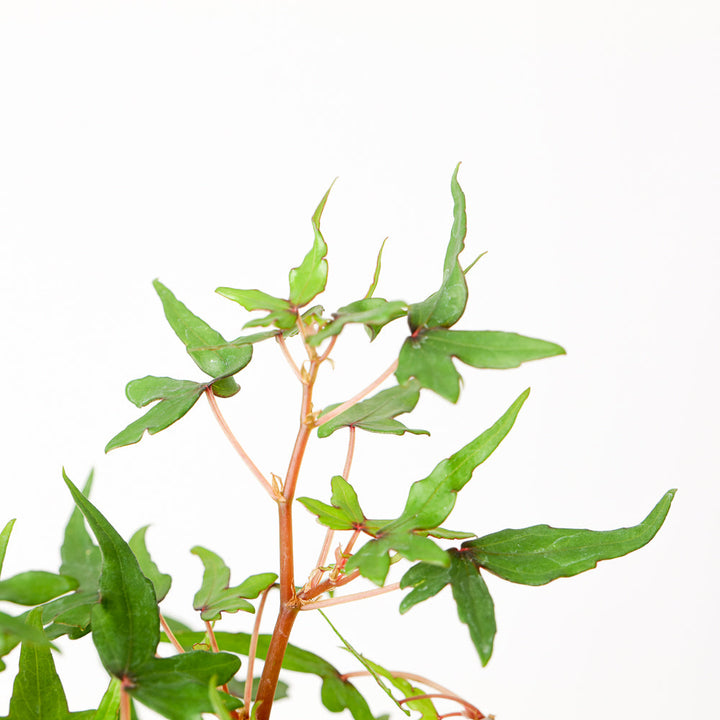Begonia dregei 'Tripartita' Plants GrowTropicals