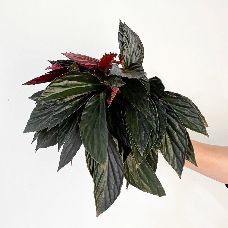 Begonia hatacoa var. rubrifolia Plants GrowTropicals