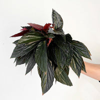 Begonia hatacoa var. rubrifolia