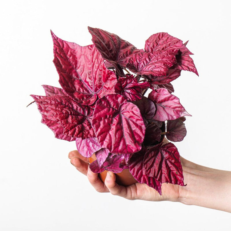 Begonia 'Inca Flame' 12cm Plants GrowTropicals