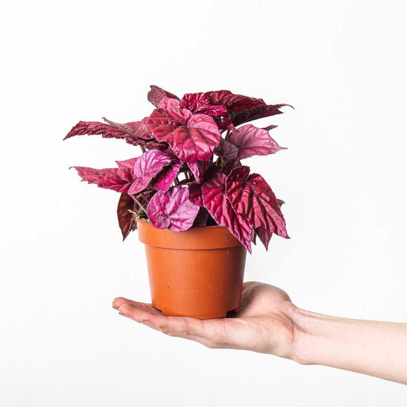 Begonia 'Inca Flame' Plants GrowTropicals