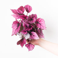Begonia 'Indian Summer'